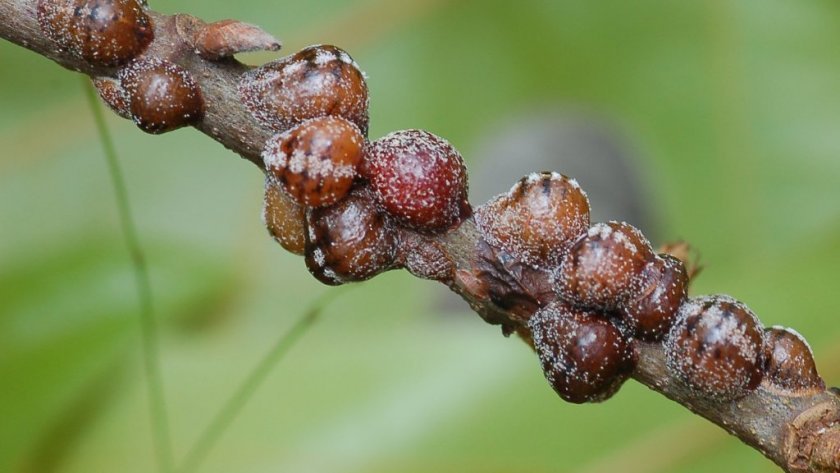 Які шкідники можуть загрожувати абрикосу