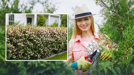 Забудьте о туях: какой неприхотливый кустарник посадить во дворе - 285x160