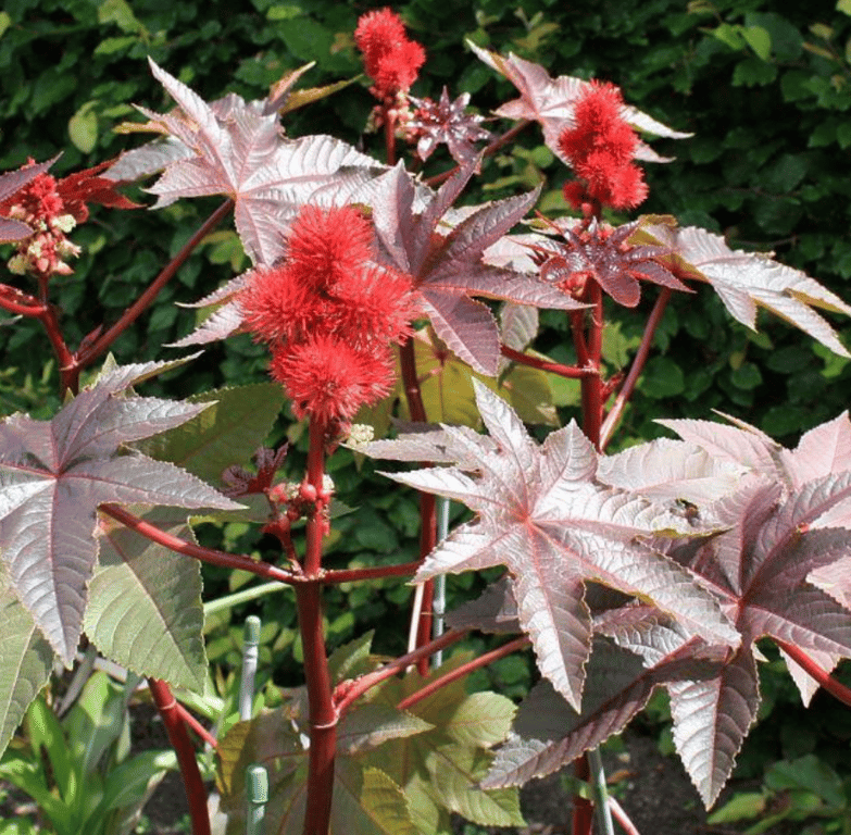 Клещевина обыкновенная