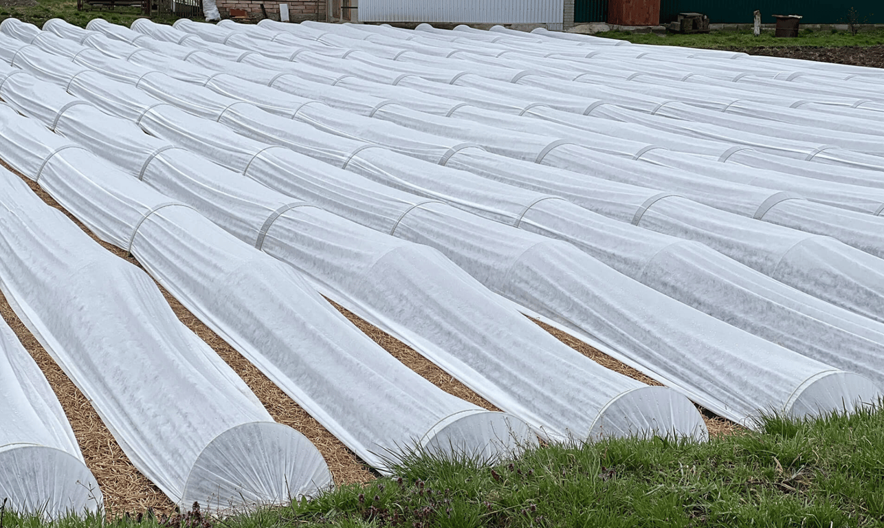 Як уберегти картоплю від заморозків — перевірені методи