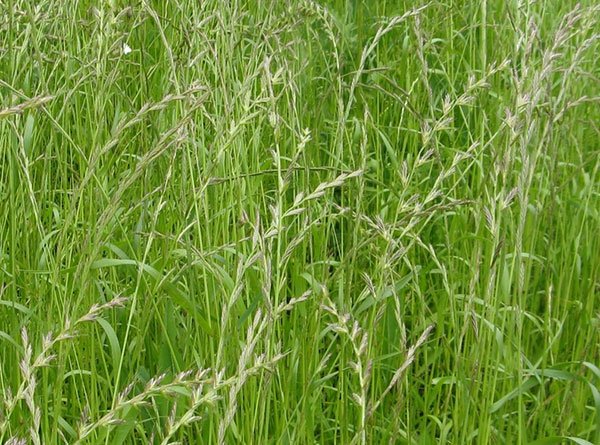 Плевел многолетний