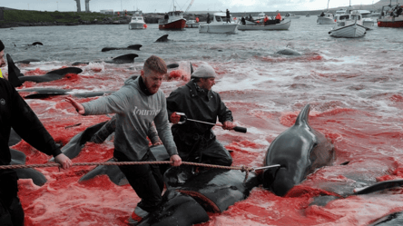 Криваві береги: на Фарерських островах вбили 500 дельфінів - 285x160