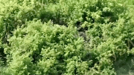 ВСУ на Харьковщине уничтожают скрывающегося в лесополосе врага —  эффектное видео - 290x160