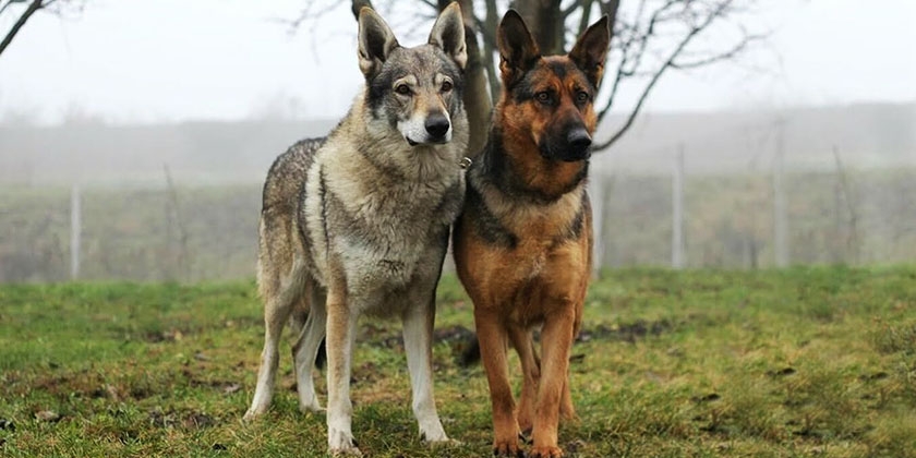 Волк и Немецкая овчарка на улице