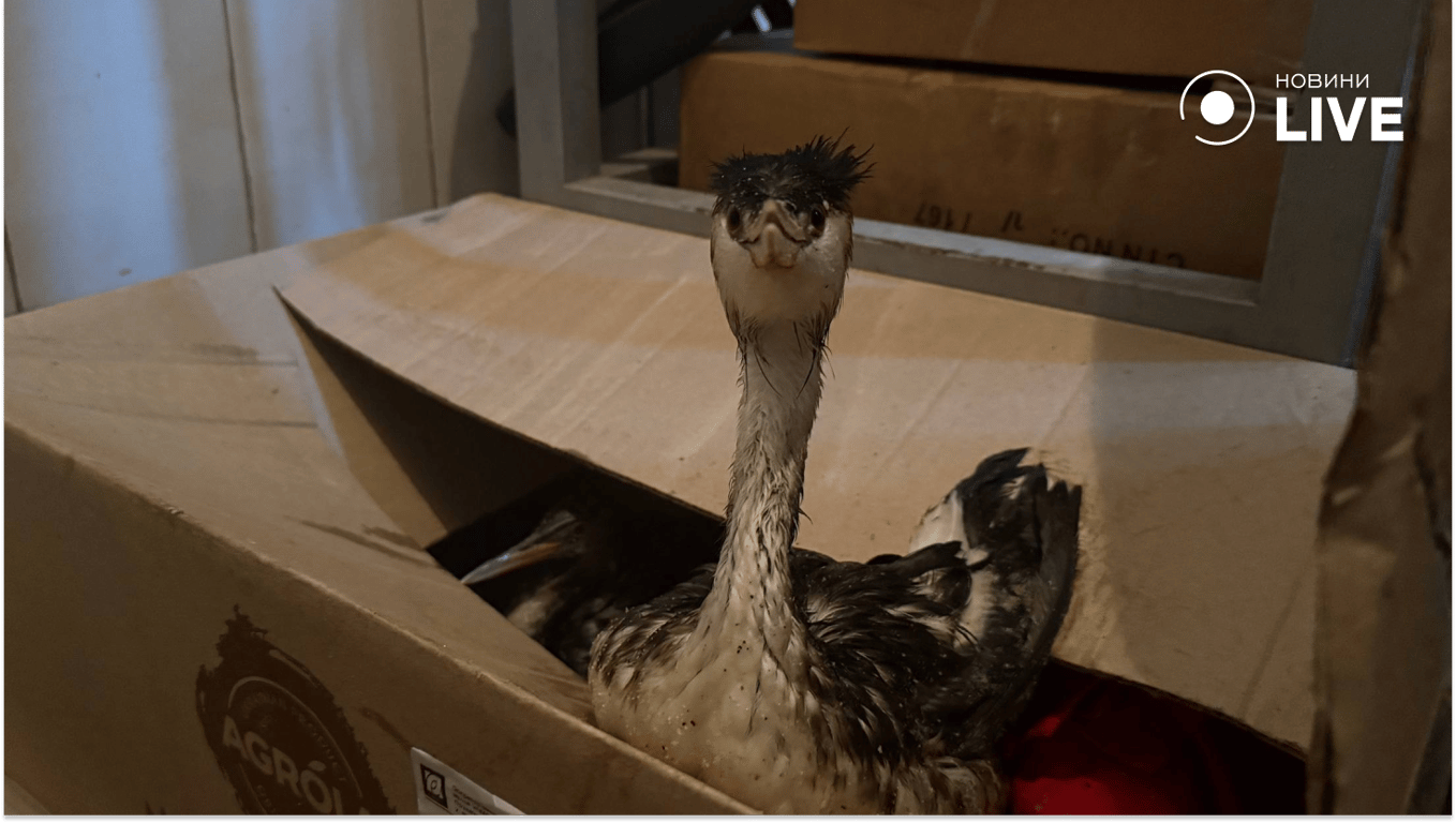 Порятунок птахів після розливу олії в Одесі