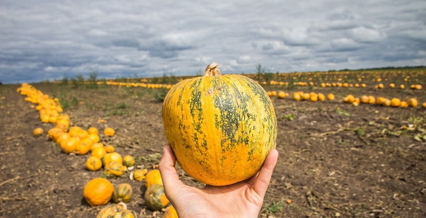 Когда сажать тыкву в открытую почву по лунному календарю 2024 года