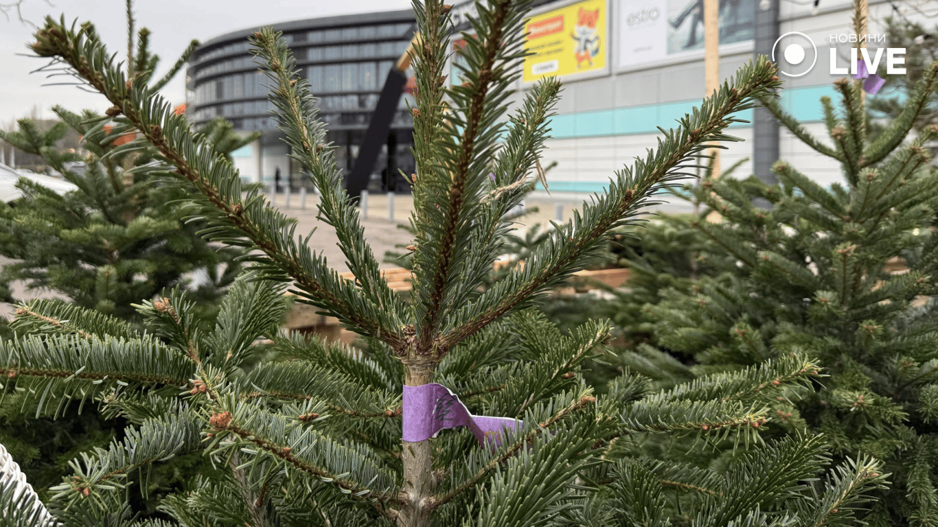 Преміум-ялинки з Данії та Австрії біля Сіті-центру в Одесі