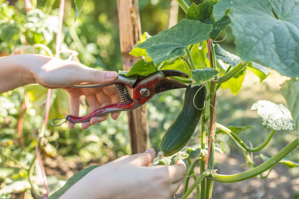 Корисні рослини, які варто садити біля огірків
