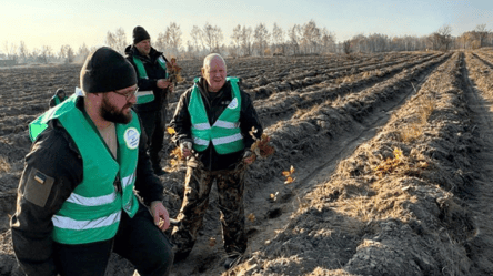 У Чорнобильській зоні відчуження висадили 70 га нового лісу - 285x160