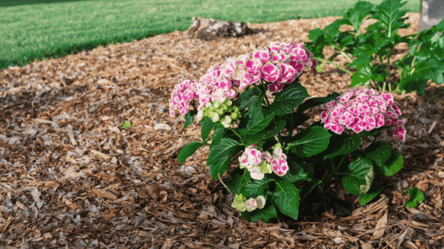 Осеннее укрытие растений — кого защищать в первую очередь - 285x160