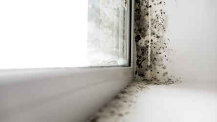 Плесень исчезнет — растения, которые уменьшают влажность в доме - 285x160