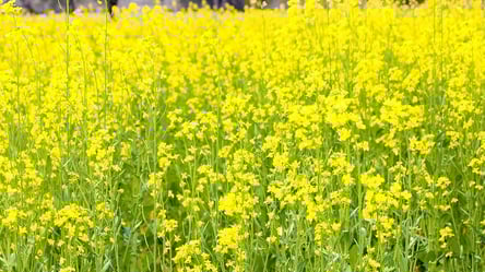 Не спішіть перекопувати — що робити із сидератами восени - 285x160