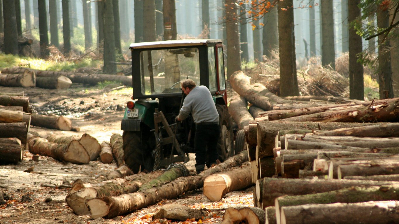 Знищення нацпарку на Одещині: ДБР викрило схему вирубки дерев