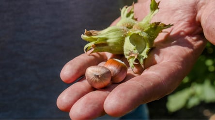 Чому не плодоносить фундук — садівники розкрили секрети щедрого врожаю горіхів - 285x160
