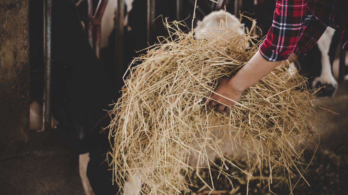 Жінка годує сіном корів.