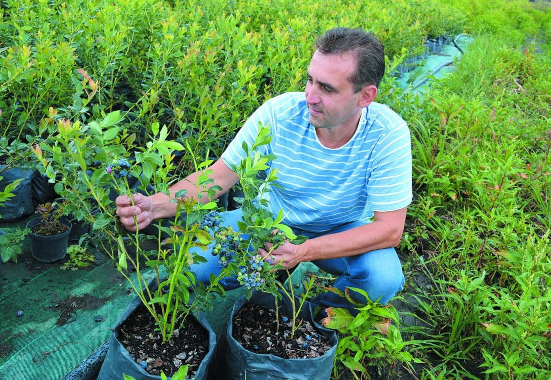 Як правильно садити лохину в чорнозем