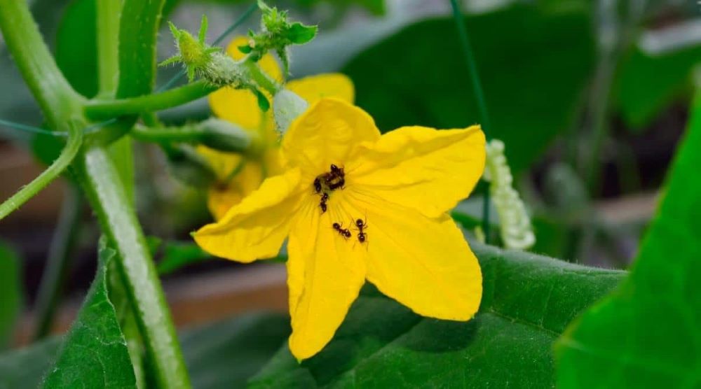 Как быстро вывести муравьев в доме и на даче проверенными народными методами - фото 1