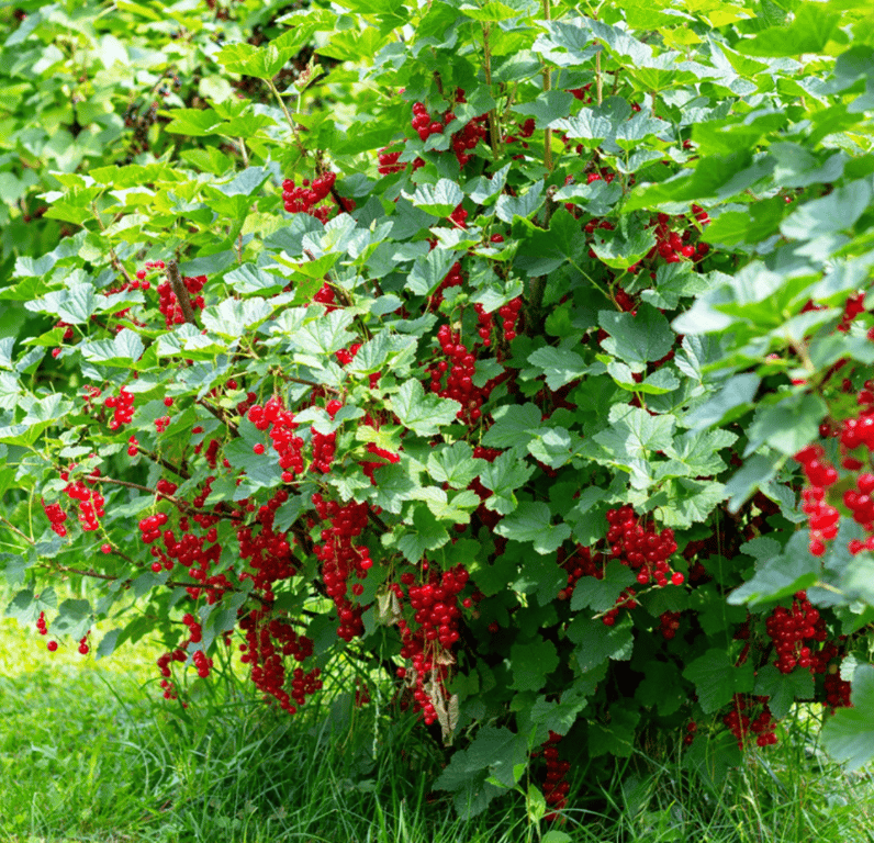 Куст красной смородины в саду