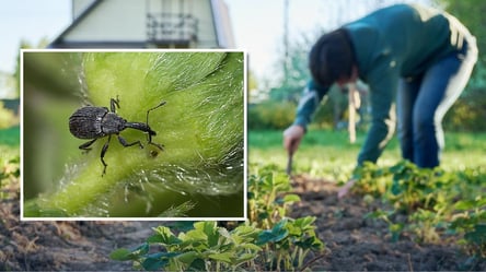 Как спасти клубнику от долгоносика в апреле: секреты наших бабушек - 285x160