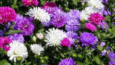 Спасаем астры от осенних морозов — что нужно сделать сейчас - 285x160