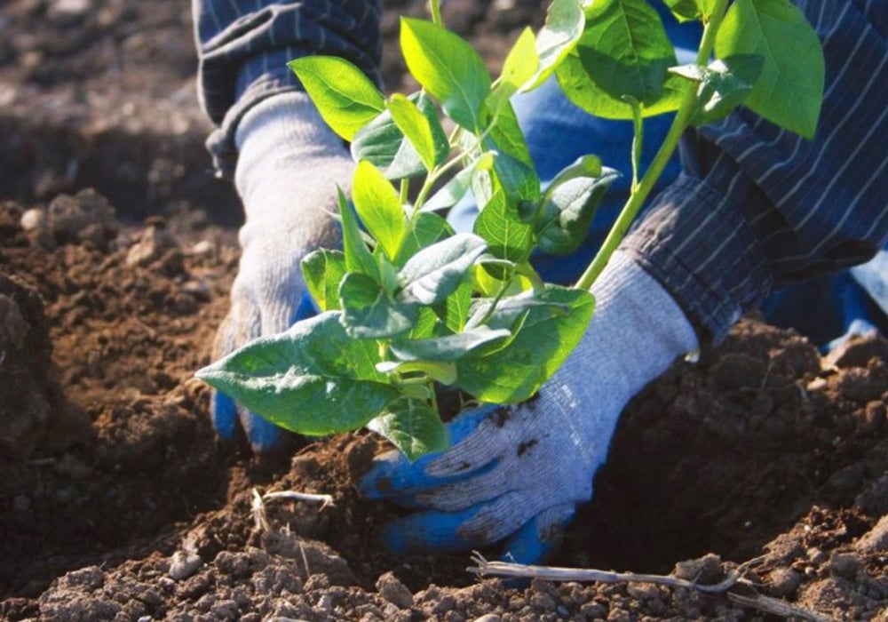 Посадка голубики