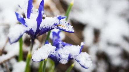 Посадіть ці квіти один раз — і вони цвістимуть усе життя - 285x160