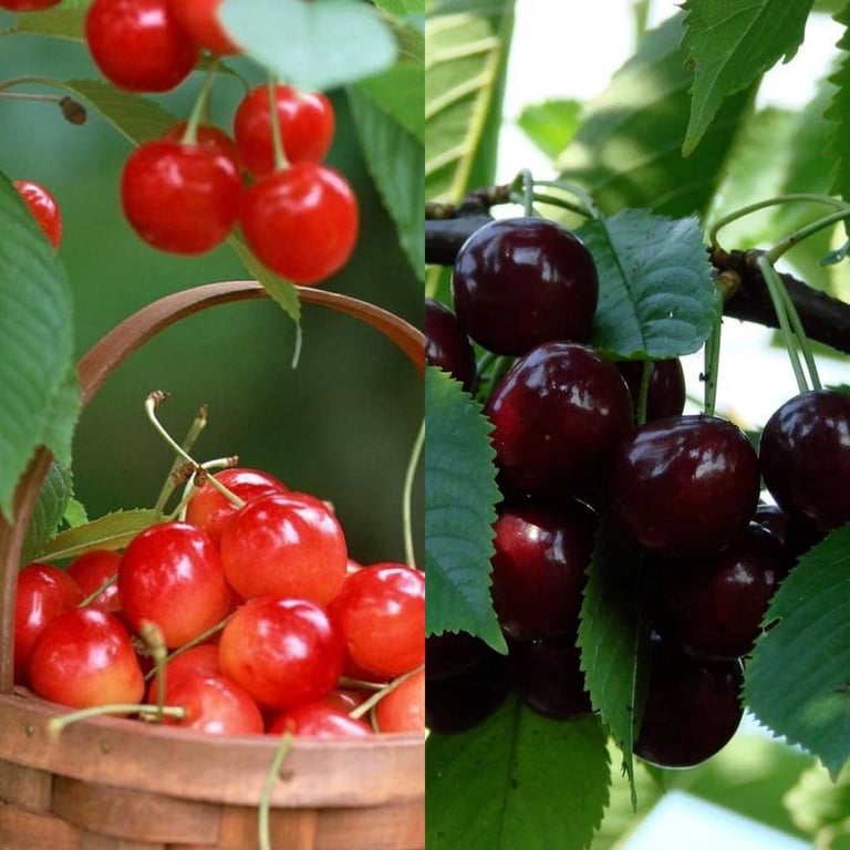 Вишня и черешня