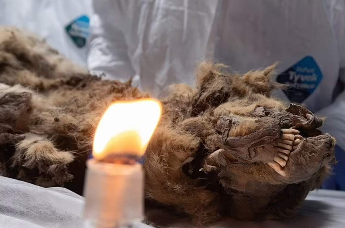 Останки древнего волка, найденные учеными