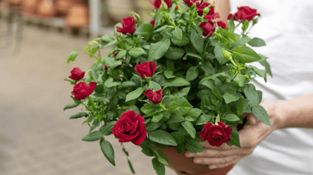 На замітку квітникарям — навіщо заривати цвях у горщик з трояндою - 285x160