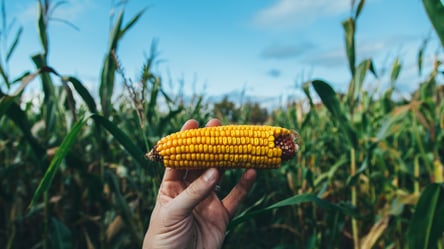 Цены на зерно в Украине: сколько стоит кукуруза в сентябре - 285x160