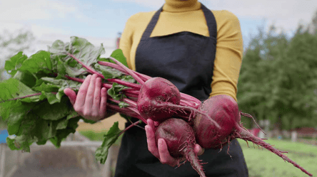 Найурожайніший сорт буряку 2025 — солодкий та невибагливий - 285x160