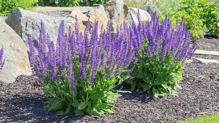 Что посадить возле лаванды — самые удачные сочетания сезона - 290x160