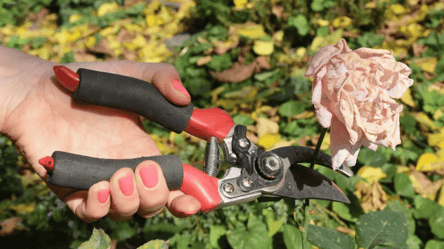 Поверни гостроту секатору за хвилину — перевірений лайфхак - 285x160