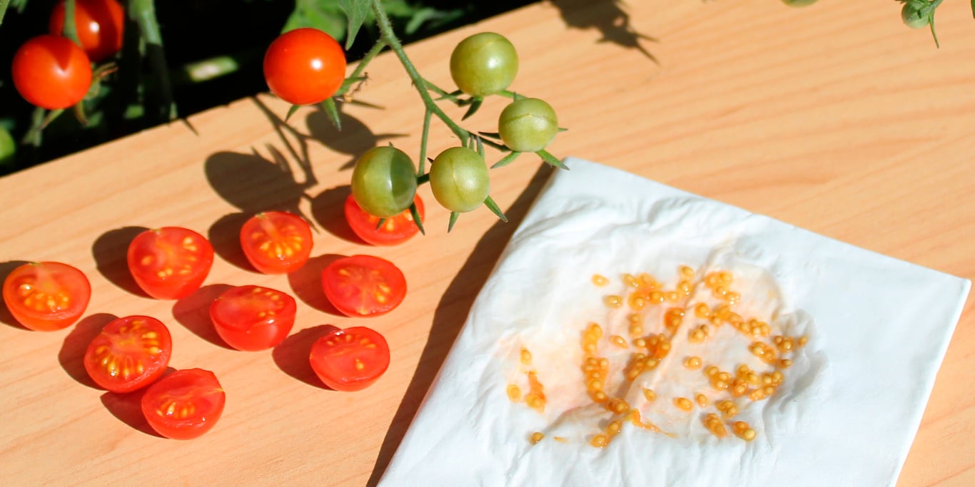 Семена помидоров