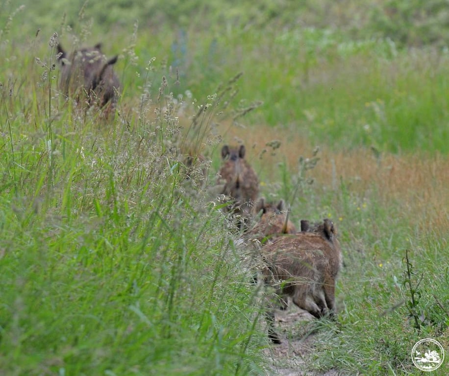 Дикі свині в Чорнобильському заповіднику