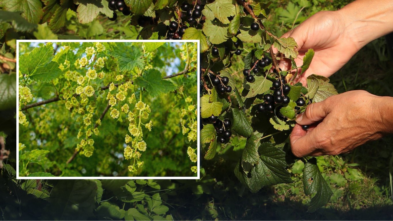 Что сделать со смородиной в начале цветения: два секрета большого урожая