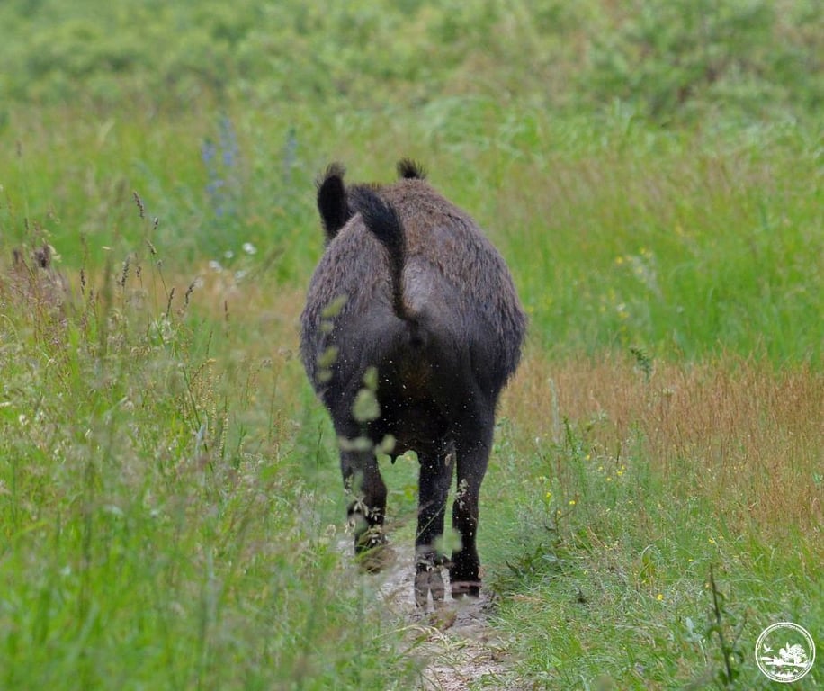 Дикі свині в Чорнобилі