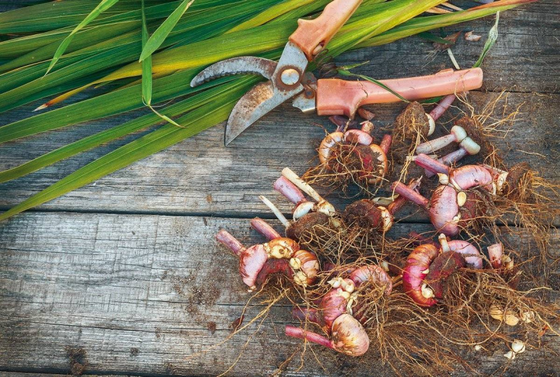 Выкопанные луковицы гладиолусов