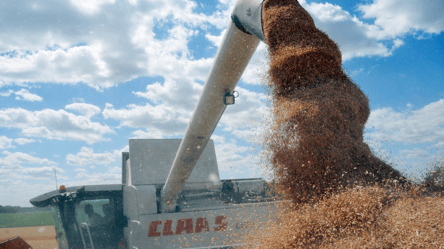 Ціни на пшеницю загальмували — скільки просять за тонну на ринку - 290x160