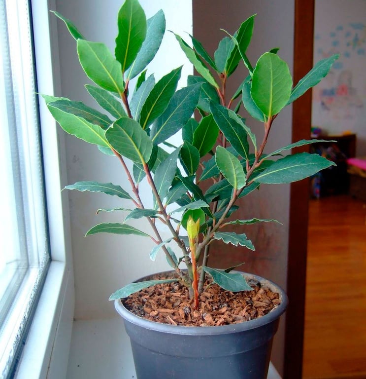 Лавровое дерево