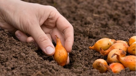 Коли і як садити цибулю на зиму — прості поради городникам - 285x160