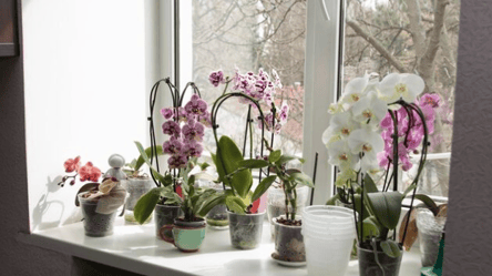 Ці квіти не люблять холоду — не залишайте їх на підвіконні - 285x160