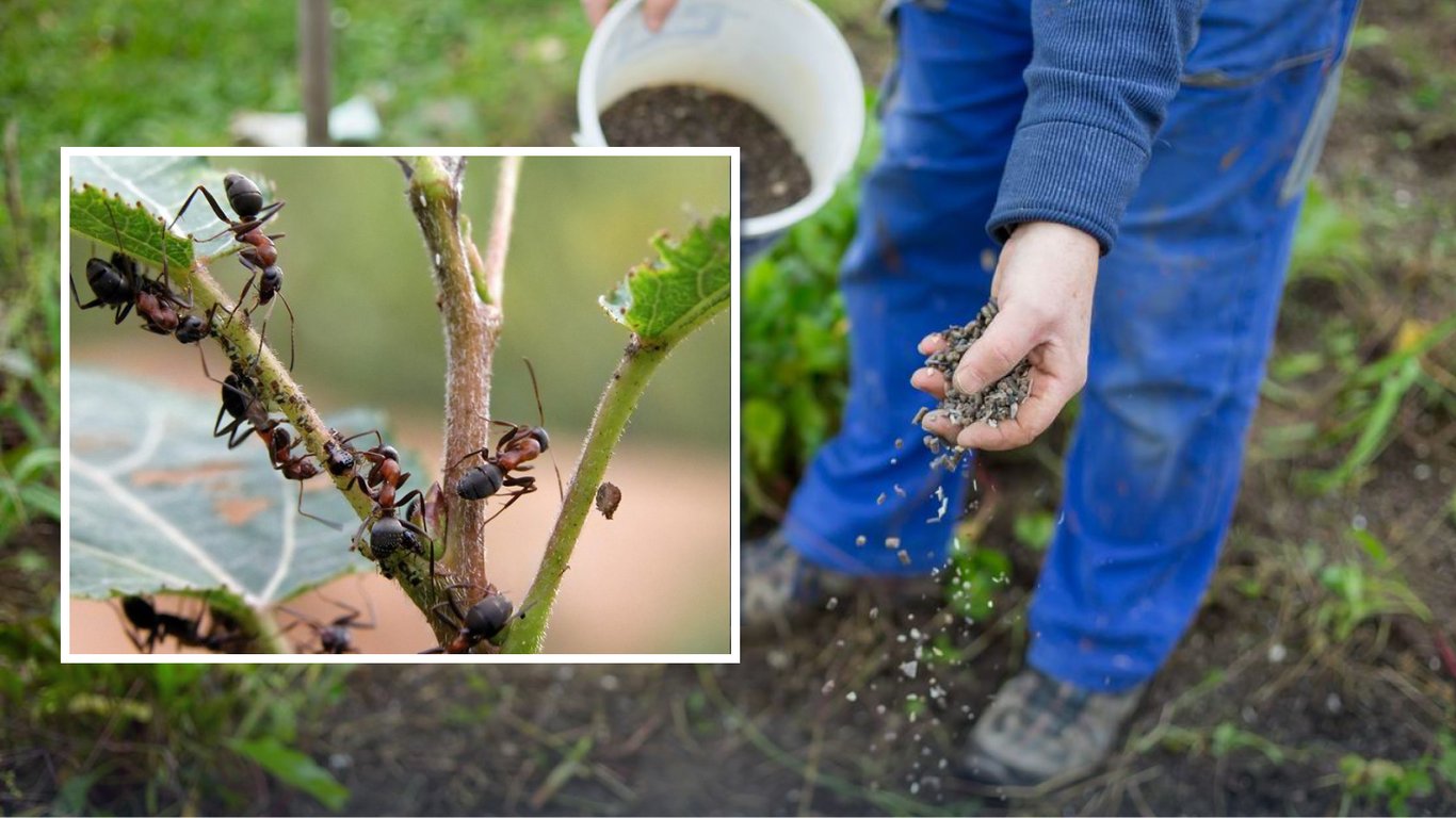 Як позбутися мурах на дачній ділянці на увесь сезон: дешевий засіб
