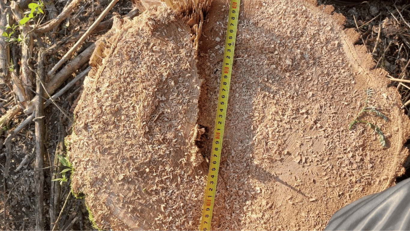 На Одещині затримали лісоруба