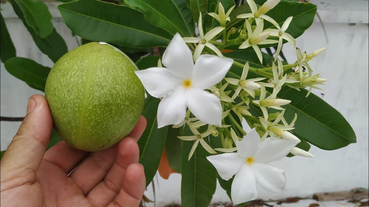 Дерево цербера – почему растение называют идеальным убийцей и как защититься