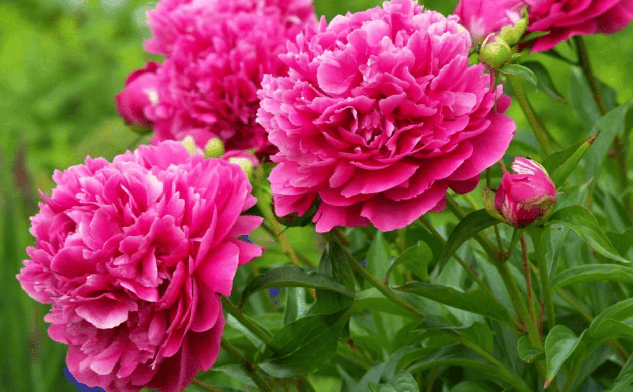 Пышные розовые пионы в саду