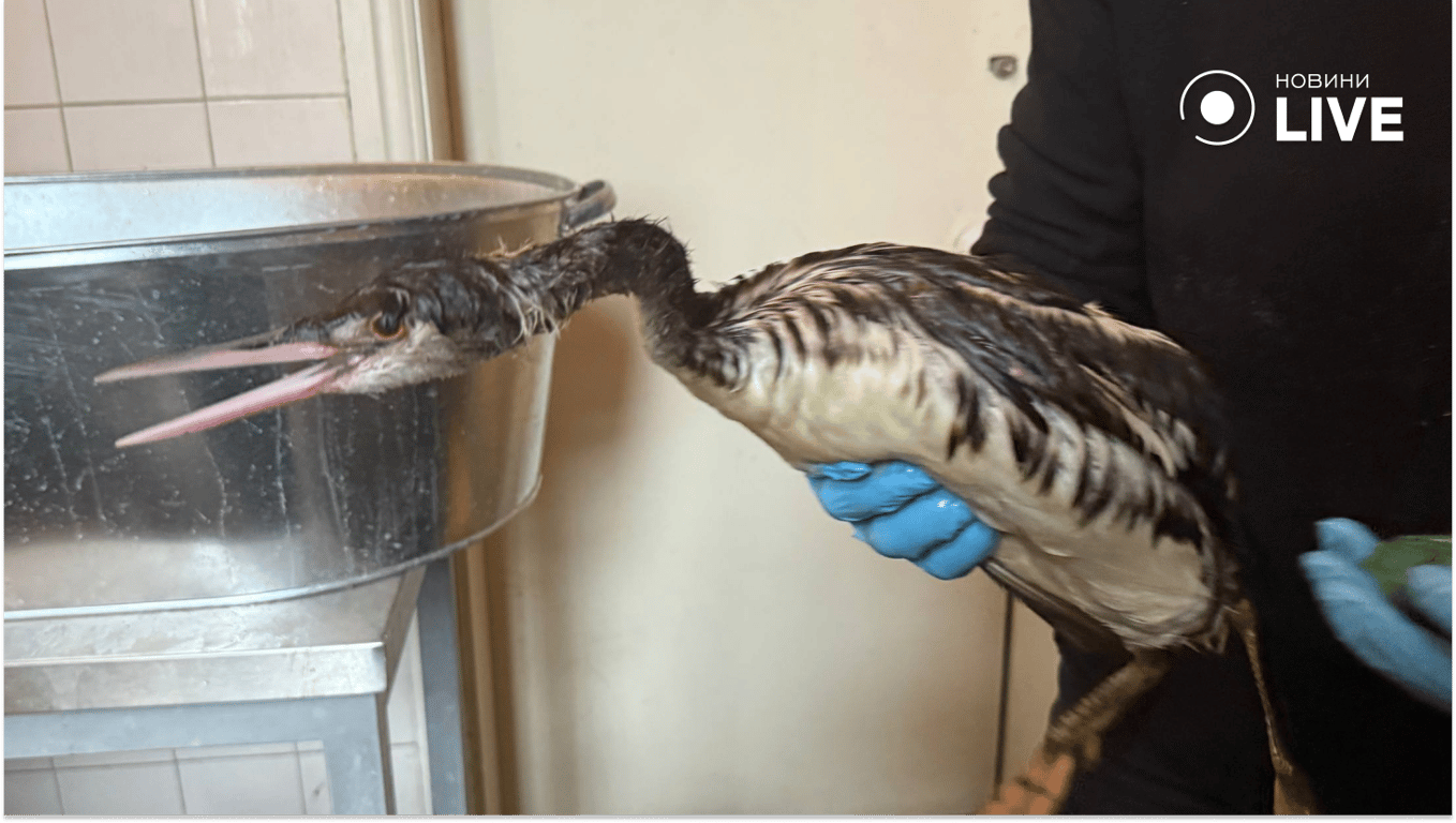 Порятунок птахів після розливу олії в Одесі