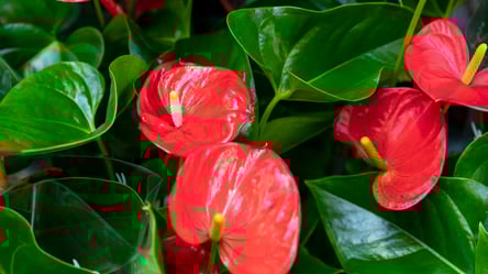 Догляд за антуріумом — як уникнути помилок у поливі - 285x160