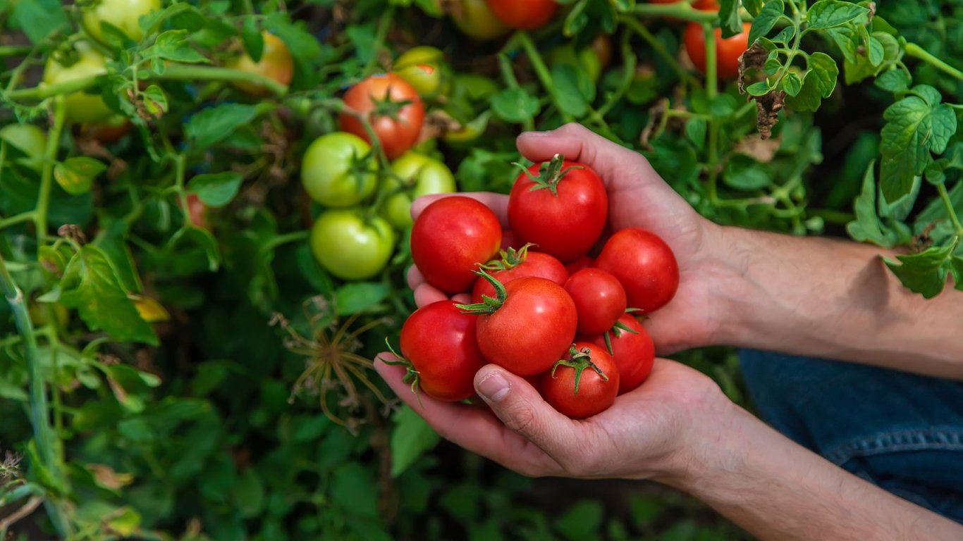 Урожай помидоров
