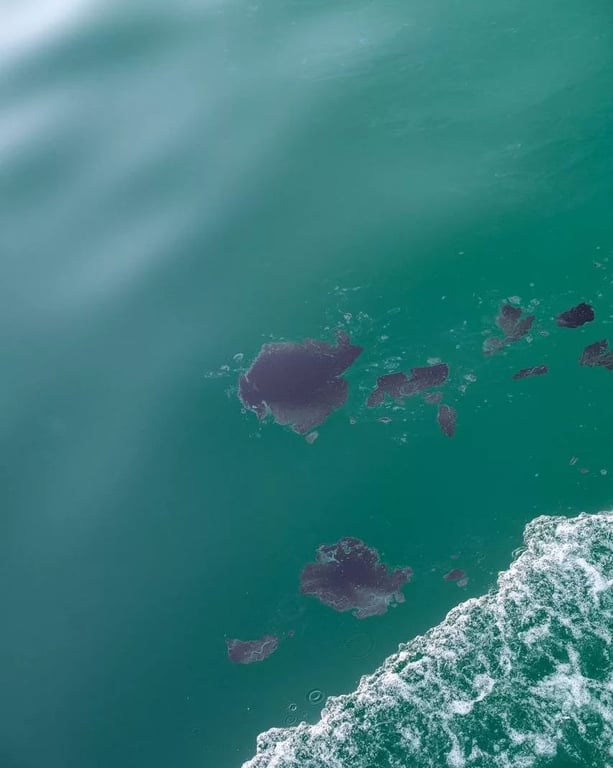 Стала відома кількість загиблих дельфінів у Чорному морі через РФ - фото 2